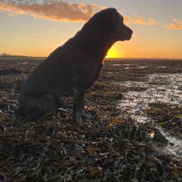 West Sussex Gun Company Ltd Gun Shop, Shooting Accessories